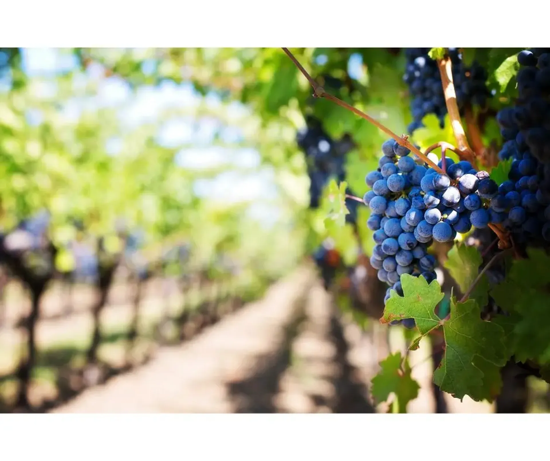 Parronales, Sembrios y Áreas verdes